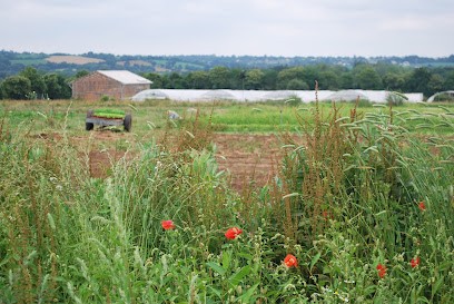 Ferme maraîchère Aux P'tits Légumes, Primeur Fruits et Légumes à Hillion