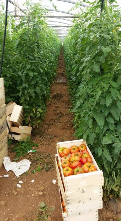 Légumes Martino, Primeur Fruits et Légumes à Salon-de-Provence