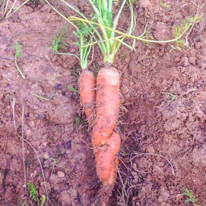 La Ferme D'à Côté - Légumes Biologiques, Primeur Fruits et Légumes à Lescar