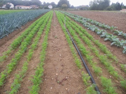 SCEA Légumes de saison, Primeur Fruits et Légumes au Loroux-Bottereau