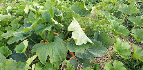 Vente directe au champ Milly, Primeur Fruits et Légumes à Gennes-Val-de-Loire