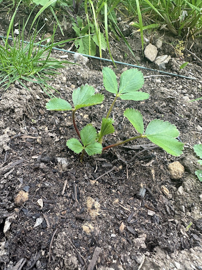 Mon Plant Fraise, Primeur - Fruits Et Légumes à Saint-Jeoire