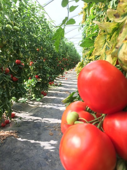 Au Panier De La Ferme, Primeur Fruits et Légumes à Saint-Denis-le-Thiboult