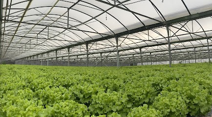 Roca Distribution SARL, Primeur Fruits et Légumes à Toulouges