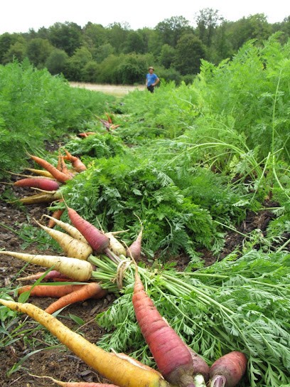 Les Jardins Du Cosmos, Primeur Fruits et Légumes à Leuglay
