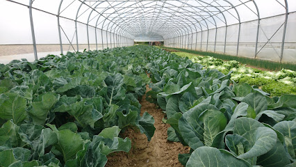 Earl Le Bio Gardin Primeur - Fruits Et Légumes à la Neuville-sur-Oudeuil