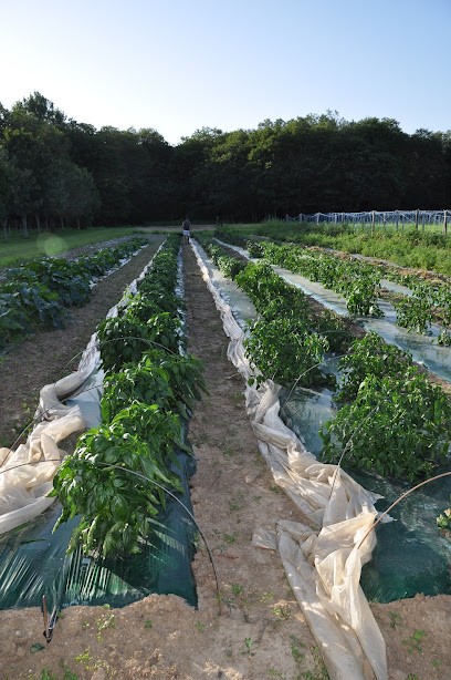 SCEA De Chez Bordes - Ferme BIO, Primeur Fruits et Légumes à Ronsenac