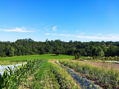 Le potager des variétés oubliées, Primeur Fruits et Légumes à Sèvremoine