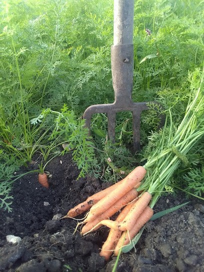 Chopin Alexandre maraîcher, Primeur Fruits et Légumes à Sainte-Lizaigne