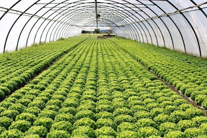 LANNES PRIMEURS, Primeur Fruits et Légumes à Meillon