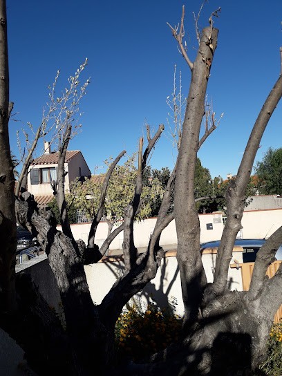EARL Albisson - Oignon De Toulouges, Primeur Fruits et Légumes à Toulouges