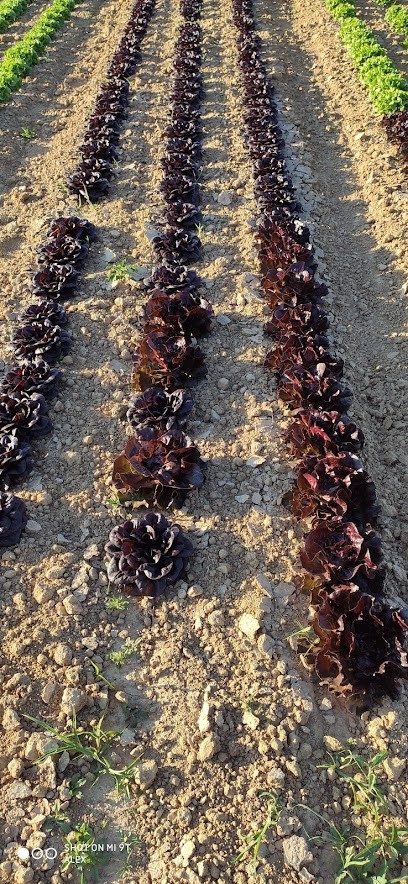 Mascetti Marc, Primeur Fruits et Légumes à Marcoussis