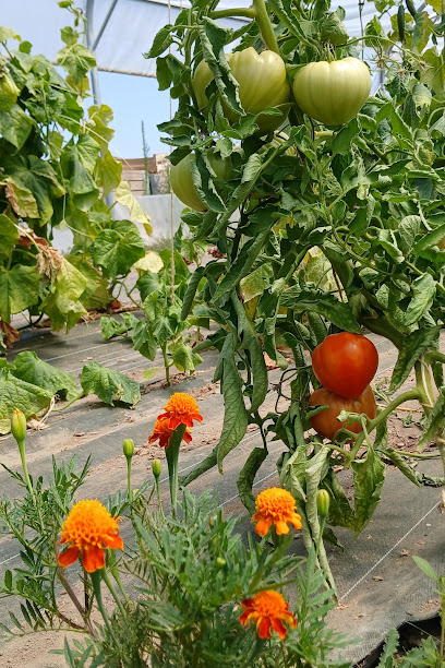 Le Jardin Fruité, Primeur - Fruits Et Légumes à Verrières-en-Anjou