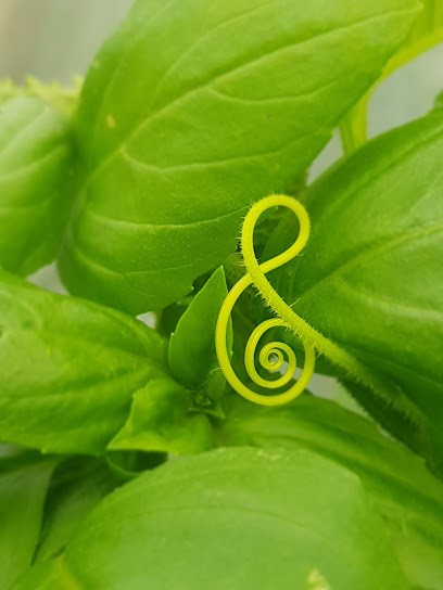 GAEC Le Champ Du Basilic, Primeur Fruits et Légumes à Treffieux