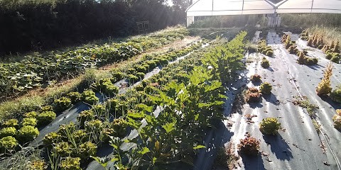 Liligumes, Primeur Fruits et Légumes au Pin