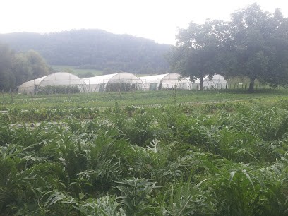 Aux Biaux Légumes Massieutins, Primeur Fruits et Légumes à Massieu