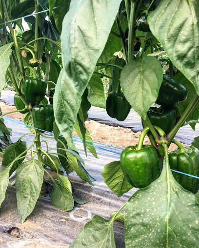 Terroir de Franchemont, Primeur Fruits et Légumes à Bergerac