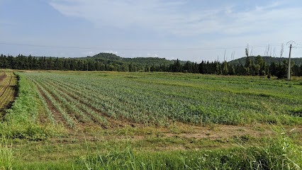Zavattoni Jean-Marc, Primeur Fruits et Légumes à Port-de-Bouc