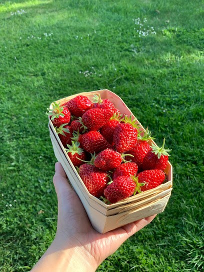 Ferme De Konk Leon, Primeur Fruits et Légumes au Conquet