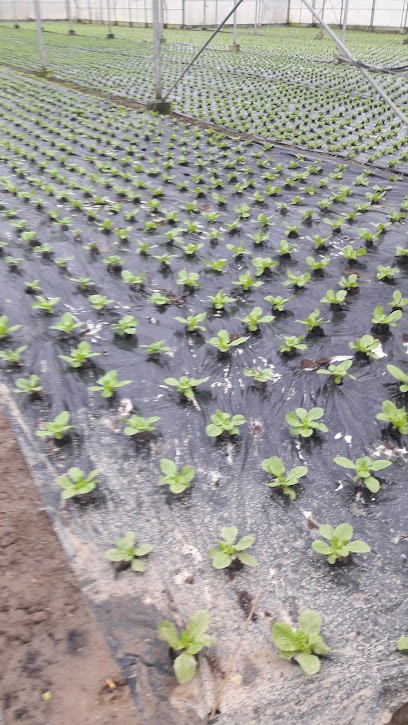 G.A.E.C Gratteloup, Primeur Fruits et Légumes à Valleiry