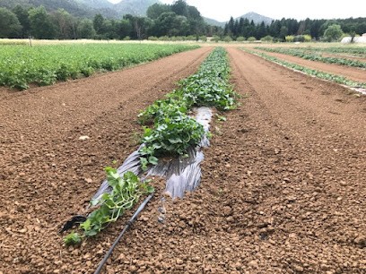 LES JARDINS DU VAL DE CAMPS - COURTY GUILLAUME, Primeur Fruits et Légumes à Brignoles