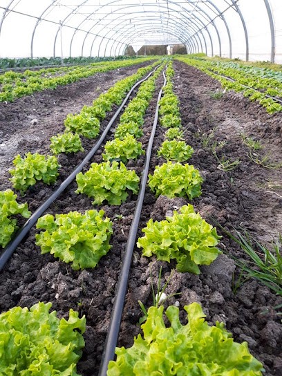 Odélys, Primeur Fruits et Légumes à Semussac