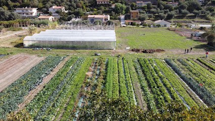 Ferme Biologique Les Planches De La Plaine, Primeur Fruits et Légumes à Saint-Martin-du-Var